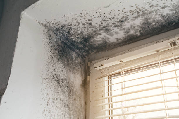 Affordable Attic Mold Remediation solutions in Wenonah, NJ
