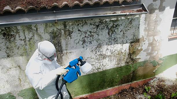 Top rated local Attic Mold Remediation specialists in Wenonah, NJ